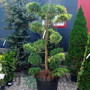 EXKLUZÍVNE Borievka Glauca XL Bonsai 200/220 cm, v črepníku Juniperus pfitzeriana Glauca