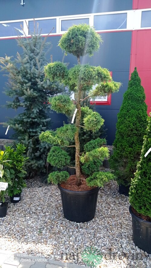 EXKLUZÍVNE Borievka Glauca XL Bonsai 200/220 cm, v črepníku Juniperus pfitzeriana Glauca