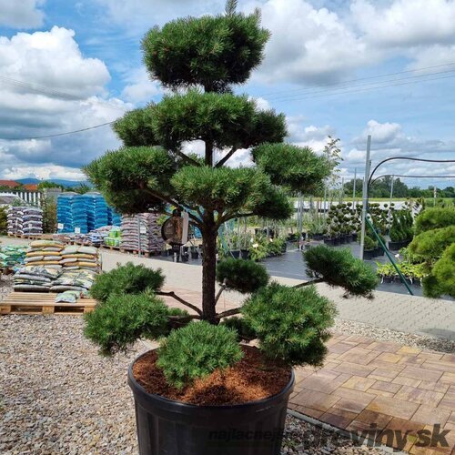 EXKLUZÍVNE Borovica lesná Nórska, tvarovaný bonsai, 180/200 cm, v črepníku Pinus sylvestris Nordic