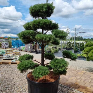 EXKLUZÍVNE Borovica lesná Nórska, tvarovaný bonsai, 180/200 cm, v črepníku Pinus sylvestris Nordic