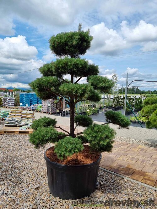 EXKLUZÍVNE Borovica lesná Nórska, tvarovaný bonsai, 180/200 cm, v črepníku Pinus sylvestris Nordic