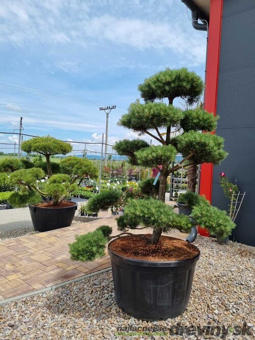 EXKLUZÍVNE Borovica lesná Nórska, tvarovaný bonsai, 180/200 cm, v črepníku Pinus sylvestris Nordic