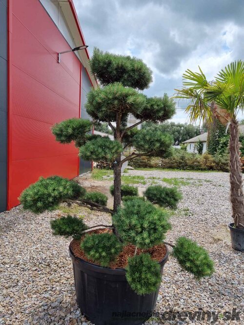 EXKLUZÍVNE Borovica lesná Nórska, tvarovaný bonsai, 180/200 cm, v črepníku Pinus sylvestris Nordic