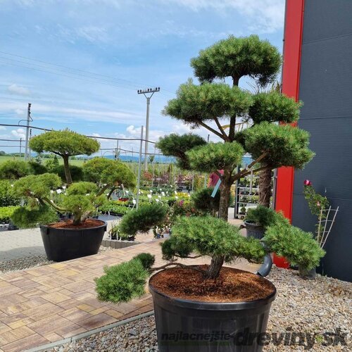 EXKLUZÍVNE Borovica lesná Nórska, tvarovaný bonsai, 180/200 cm, v črepníku Pinus sylvestris Nordic