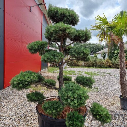 EXKLUZÍVNE Borovica lesná Nórska, tvarovaný bonsai, 180/200 cm, v črepníku Pinus sylvestris Nordic
