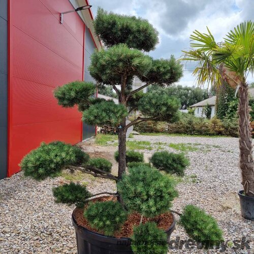 EXKLUZÍVNE Borovica lesná Nórska, tvarovaný bonsai, 180/200 cm, v črepníku Pinus sylvestris Nordic