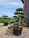 EXKLUZÍVNE Borovica lesná Nórska, tvarovaný bonsai, 180/200 cm, v črepníku Pinus sylvestris Nordic