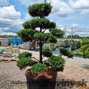 EXKLUZÍVNE Borovica lesná Nórska, tvarovaný bonsai, 180/200 cm, v črepníku Pinus sylvestris Nordic