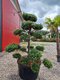 EXKLUZÍVNE Borovica lesná Nórska, tvarovaný bonsai, 180/200 cm, v črepníku Pinus sylvestris Nordic