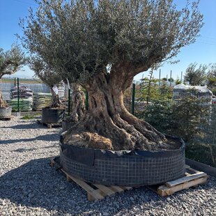 Exkluzívny zberateľský olivovník európsky Olea Europaea