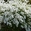 Exochorda