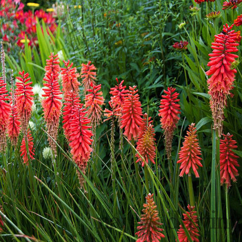 Fakľovka - (Kleopatrina ihla) Nancy Red, v črepníku 2l Kniphofia Nancy Red
