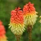 Fakľovka (kleopatrina ihla) Royal Castle, v črepníku 2l Kniphofia Royal Castle