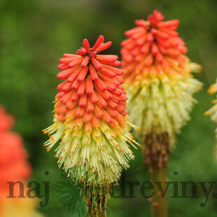 Fakľovka (kleopatrina ihla) Royal Castle, v črepníku 2l Kniphofia Royal Castle