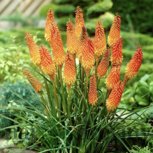 Fakľovka (kleopatrina ihla) žltá Alcazar, v črepníku Kniphofia Alcazar