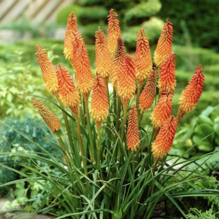 Fakľovka (kleopatrina ihla) žltá Alcazar, v črepníku Kniphofia Alcazar