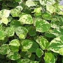 Fallopia
