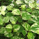 Fallopia