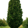 Fastigiata