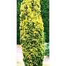 fastigiata aurea