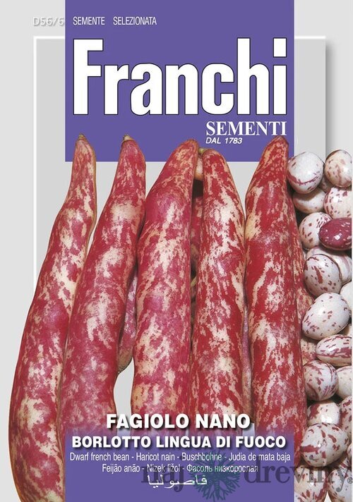 Fazuľa nízka - BORLOTTO LINGUA DI FUOCO - semená