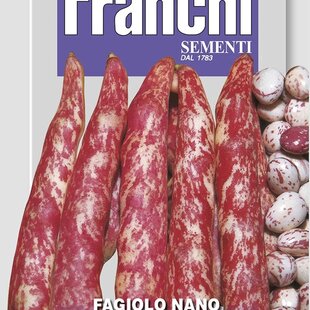 Fazuľa nízka - BORLOTTO LINGUA DI FUOCO - semená