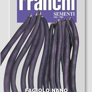 Fazuľa nízka - PURPLE KING - semená