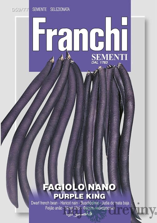 Fazuľa nízka - PURPLE KING - semená