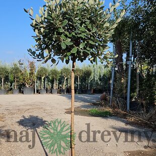 Feijoa - Ananásová Guáva 40/50 cm v črepníku 3l Feijoa - Acca Sellowiana