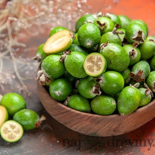 Feijoa - Ananásová Guáva 60/80 cm v črepníku 3l Feijoa - Acca Sellowiana
