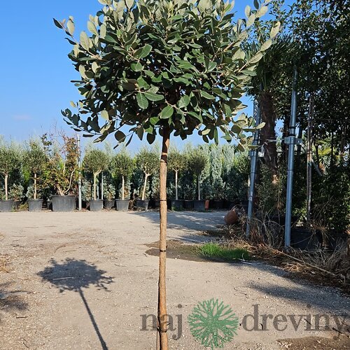 Feijoa - Ananásová Guáva 60/80 cm v črepníku 3l Feijoa - Acca Sellowiana