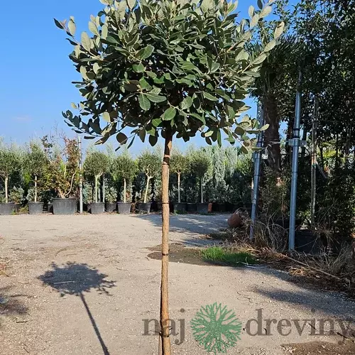 Feijoa - Ananásová Guáva 60/80 cm v črepníku 3l Feijoa - Acca Sellowiana