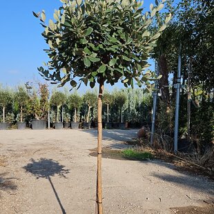 Feijoa - Ananásová Guáva 60/80 cm v črepníku 3l Feijoa - Acca Sellowiana