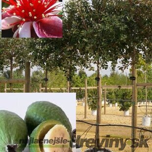 Feijoa - Ananásová Guáva na kmienku 120/140 cm + korunka 40/50 cm, v črepníku 25l Feoja Sellowiana 