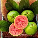 Feijoa