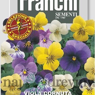 Fialka - Viola rohatá - viacfarebná