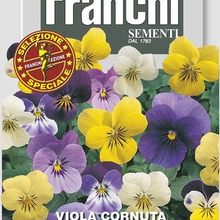 Fialka - Viola rohatá - viacfarebná