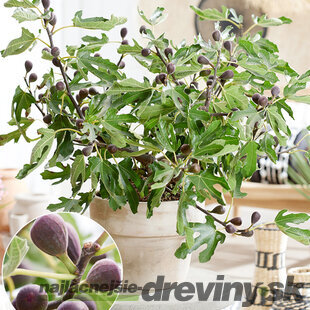 Figa bohato rodiaca (figovník na balkón) ‘Little Miss Figgy‘ 40/50 cm, v črepníku Ficus carica . ‘Little Miss Figgy‘