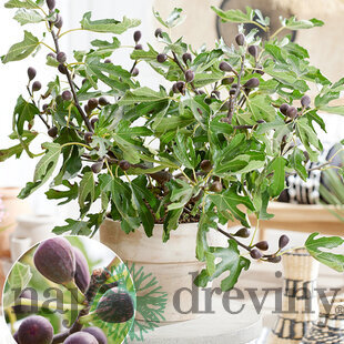 Figa bohato rodiaca (figovník na balkón) ‘Little Miss Figgy‘ 40/50 cm, v črepníku Ficus carica . ‘Little Miss Figgy‘