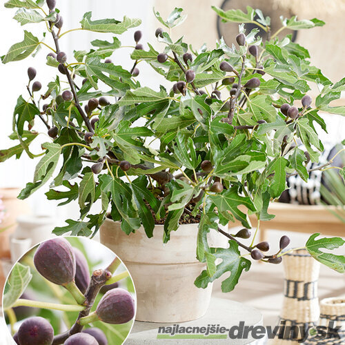Figa bohato rodiaca (figovník na balkón) ‘Little Miss Figgy‘ 40/50 cm, v črepníku Ficus carica . ‘Little Miss Figgy‘