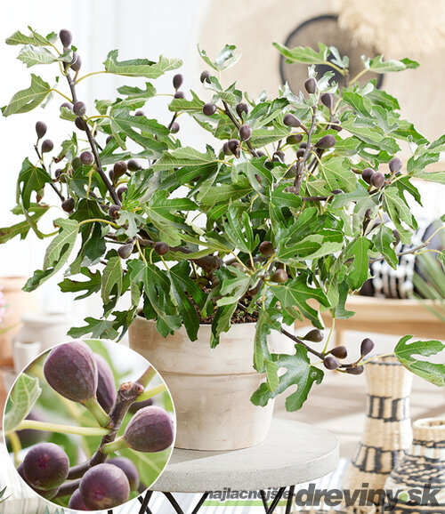 Figa bohato rodiaca (figovník na balkón) ‘Little Miss Figgy‘ 40/50 cm, v črepníku Ficus carica . ‘Little Miss Figgy‘