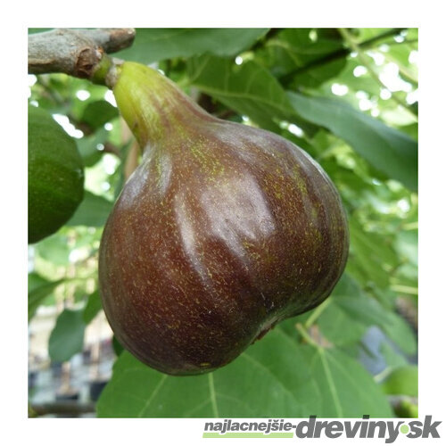 Figa - figovník ‘Bornholm‘, výška 40/60 cm, v črepníku Ficus carica Bornholm
