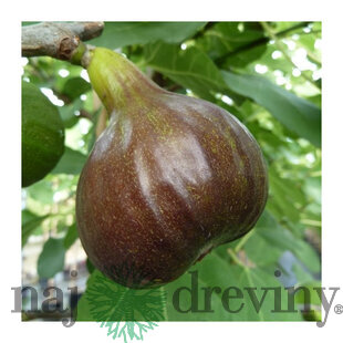 Figa - figovník ‘Bornholm‘, výška 40/60 cm, v črepníku Ficus carica Bornholm