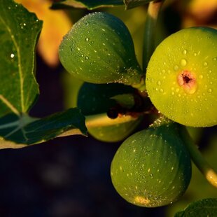Figa-figovník Brogiotto Bianco na kmienku 140/150 cm, celková výška 180/220 cm, v črepníku 7,5l
