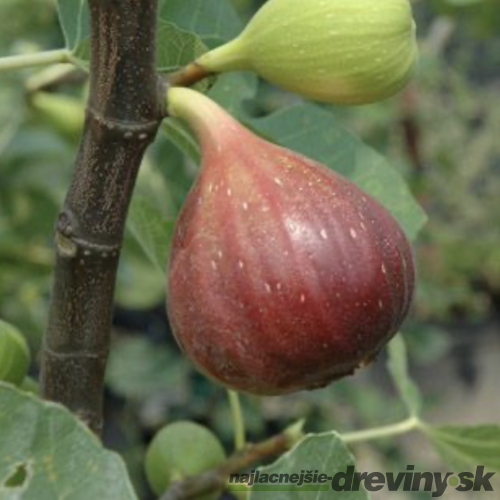 Figa-figovník Brogiotto Nero na kmienku 120/150 cm, celková výška 160/220 cm Ficus carica