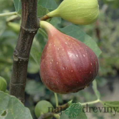 Figa-figovník Brogiotto Nero na kmienku 120/150 cm, celková výška 160/220 cm Ficus carica
