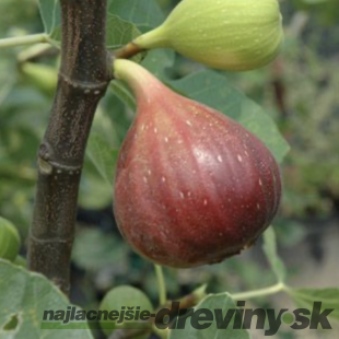 Figa-figovník Brogiotto Nero na kmienku 140/150 cm, celková výška 180/220 cm, v črepníku 7,5l Ficus carica
