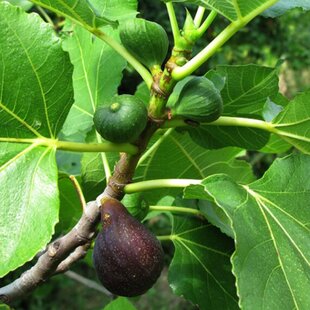 Figa-figovník Brown Turkey, výška 40/60  cm, v črepníku Ficus Carica