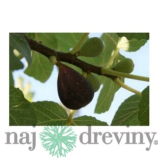 Figa-figovník Dalmácia, výška 40/60 cm, v črepníku Ficus carica