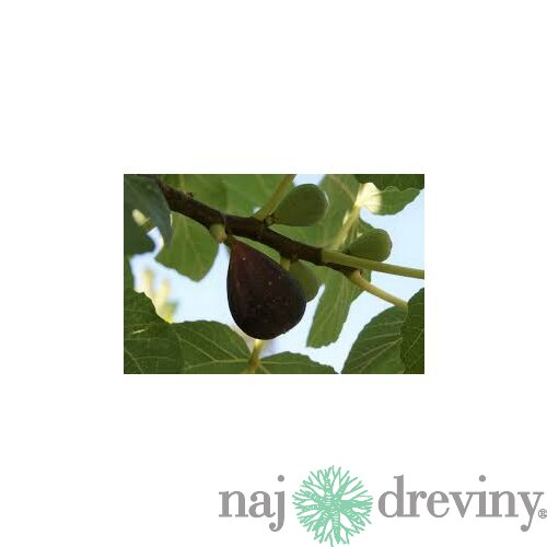 Figa-figovník Dalmácia, výška 40/60 cm, v črepníku Ficus carica